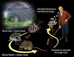 Bệnh do nhiễm hantavirus