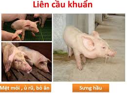 Bệnh liên cầu lợn